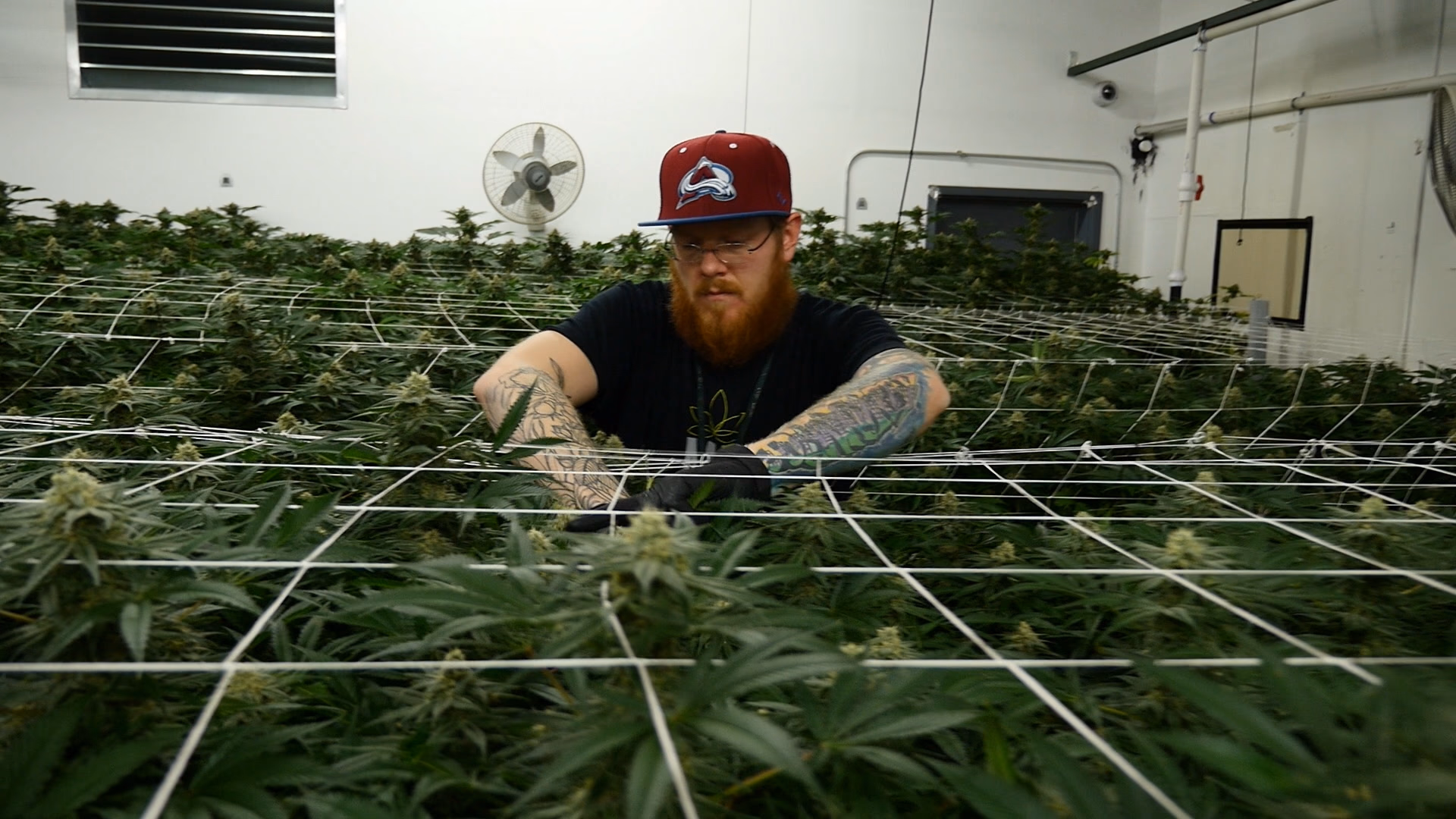 Trailer New Marijuana